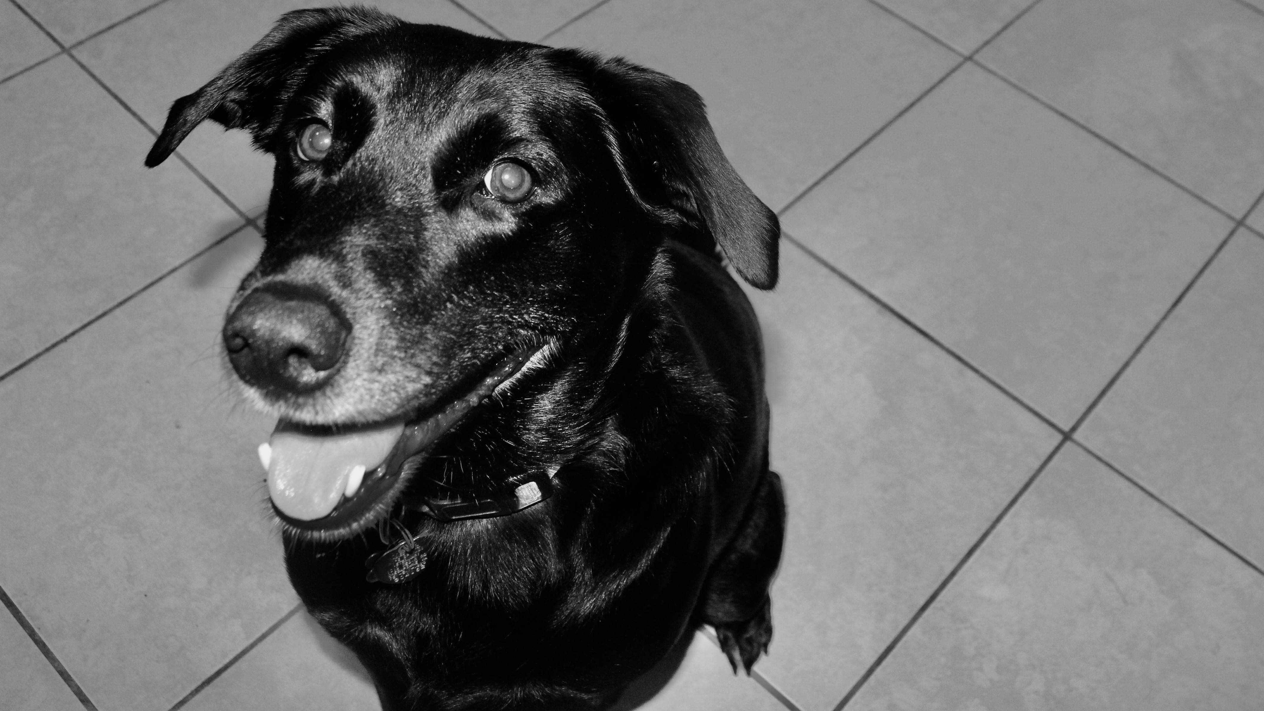 stella1